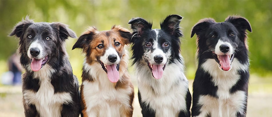Chico Boutique d’animaux Boisbriand Chico Boutique d’animaux Boisbriand