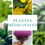 plantes medecinales