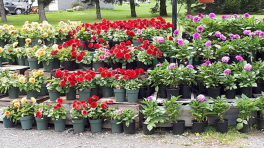 Certificat cadeau de 25 $