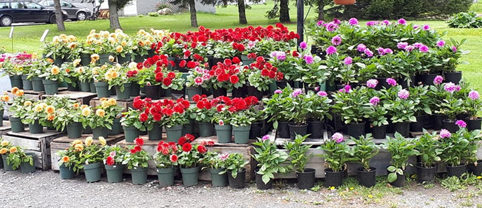 Certificat cadeau de 25 $