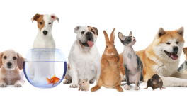 Certificat cadeau de 25$