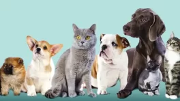 Certificat cadeau de 50$