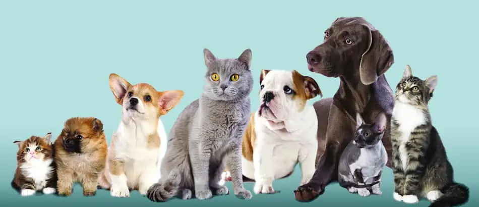 Certificat cadeau de 50$