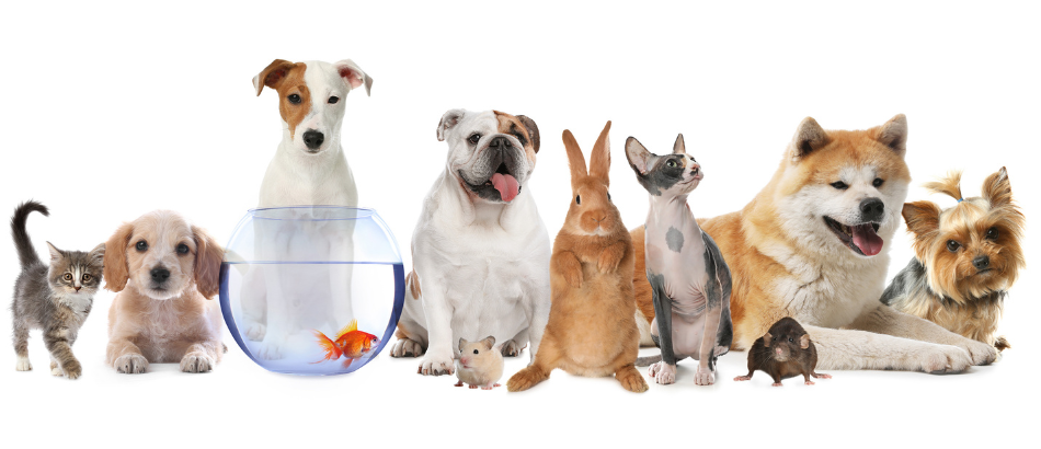 Certificat cadeau de 25$