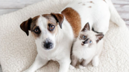 Certificat cadeau de 25$