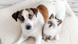 Certificat cadeau de 50$