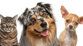 Certificat cadeau de 25$