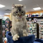 Logo de Chico Ste-Adèle