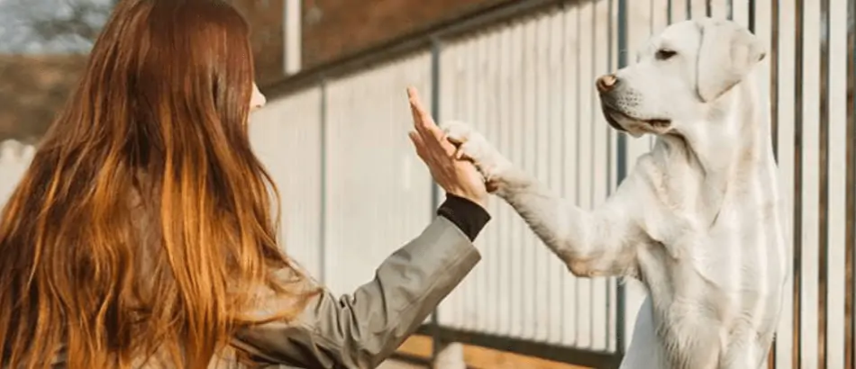 Pattes & Griffes Saint-Lambert