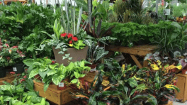 Certificat cadeau de 50$